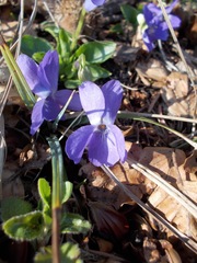 Viola reichenbachiana