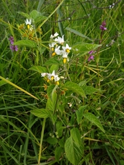 Solanum nigrescens