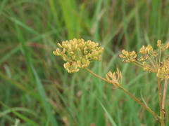 Polytaenia nuttallii