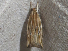 Helcystogramma hystricella