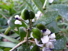 Acanthocladus dichromus