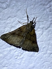 Hypena edictalis
