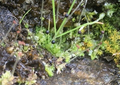 Fossombronia pusilla