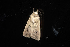 Leucania inconspicua