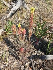 Castilleja pallida yukonis
