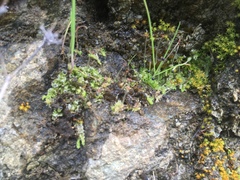 Fossombronia pusilla