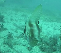 Hutchin's Boarfish photo 4