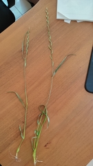 Lolium perenne