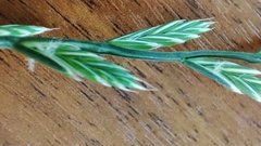 Lolium perenne