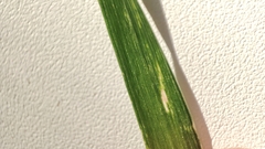 Lolium perenne