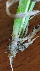 Lolium perenne