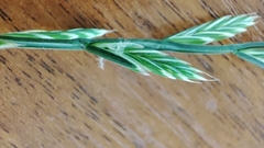Lolium perenne