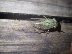 Orientopsaltria fuliginosa