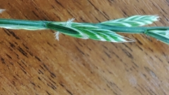 Lolium perenne