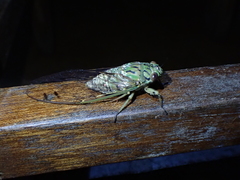 Orientopsaltria fuliginosa