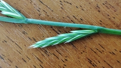 Lolium perenne