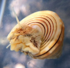Calliostoma canaliculatum