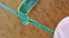 Lolium perenne