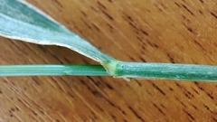 Lolium perenne