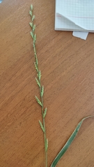 Lolium perenne