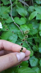 Pectiantia pentandra