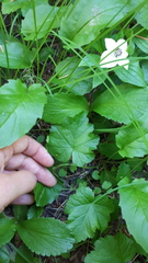 Pectiantia pentandra