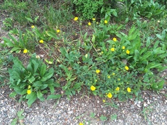 Potentilla glaucophylla
