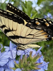 Papilio glaucus image