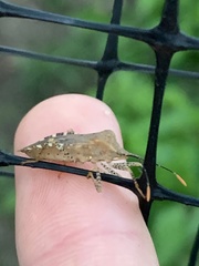 Anasa repetita