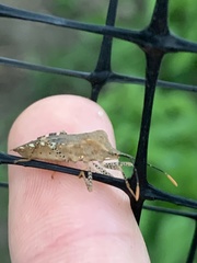 Anasa repetita