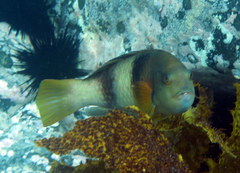 Notolabrus tetricus