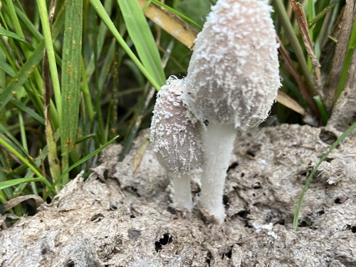 Coprinopsis pseudonivea