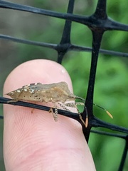 Anasa repetita