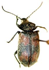 Panagaeus quadrisignatus