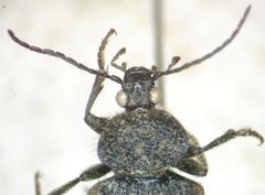 Panagaeus quadrisignatus