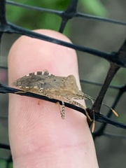 Anasa repetita