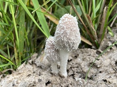 Coprinopsis pseudonivea