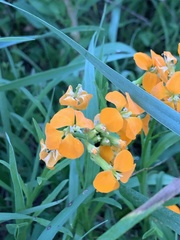 Erysimum × marshallii