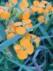 Erysimum × marshallii
