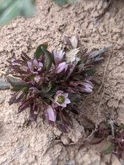 Gentianella tortuosa
