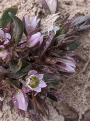 Gentianella tortuosa