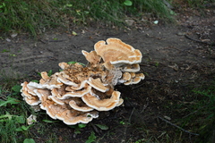 Laetiporaceae