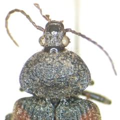 Panagaeus sallei