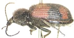 Panagaeus sallei