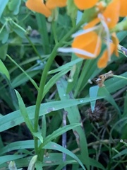 Erysimum × marshallii