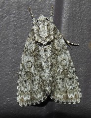 Acronicta hamamelis