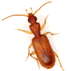 Pseudaptinus dorsalis