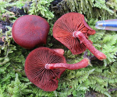 Tubaria rufofulva