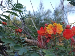 Caesalpinia pulcherrima