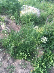 Ligusticum porteri